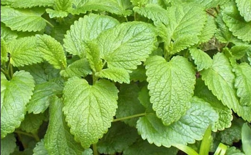 Fresh lemon balm leaves used in YuSleep formula